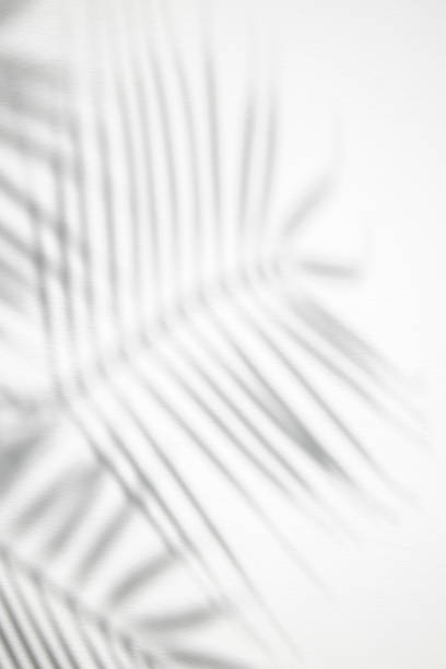 istock Gray shadow of palm leaves on a white background. Top view, flat lay. 1397389438