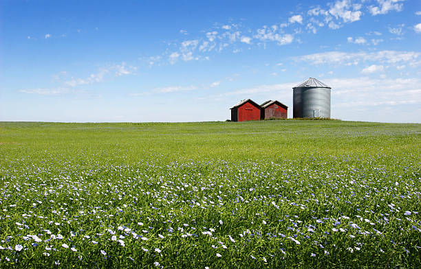 niebieskie pole - manitoba prairie landscape canada zdjęcia i obrazy z banku zdjęć