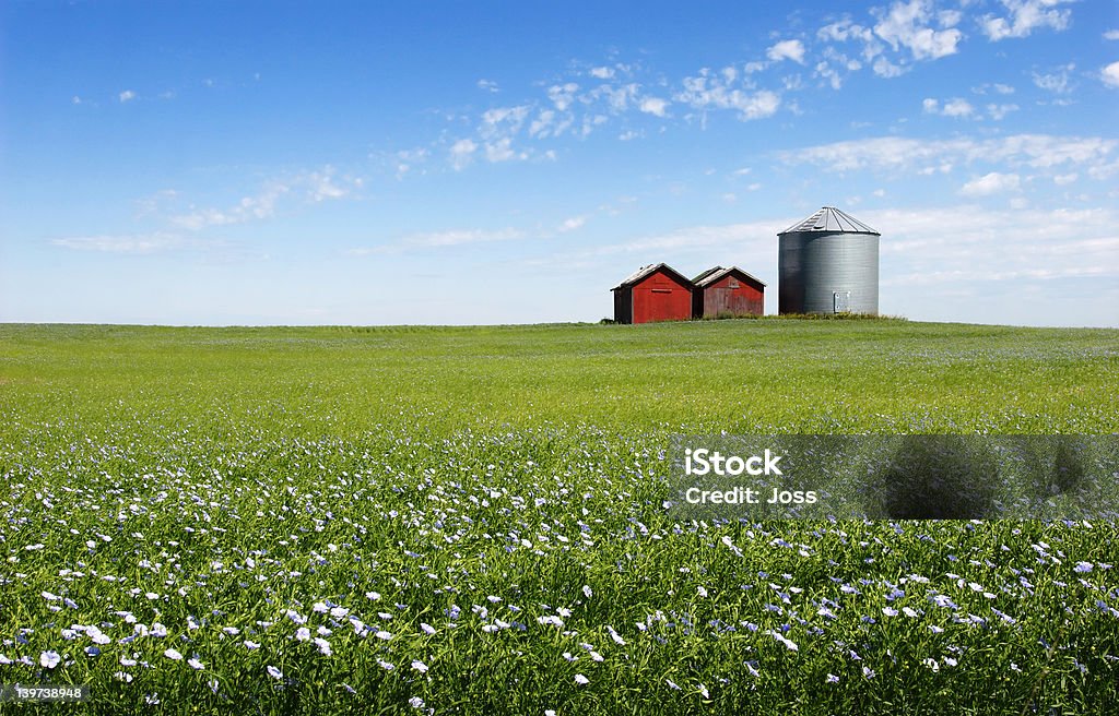 Blue campo - Foto de stock de Manitoba royalty-free