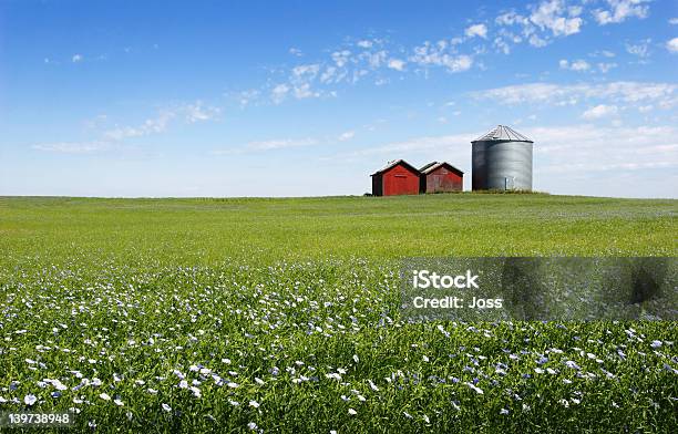 Foto de Blue Campo e mais fotos de stock de Manitoba - Manitoba, Paisagem - Cena Não-urbana, Agricultura