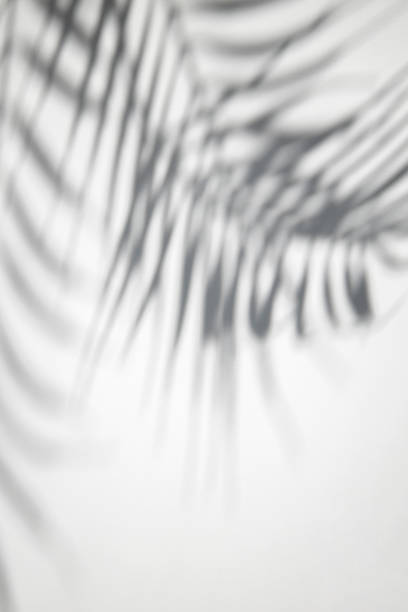 istock Shadow of palm leaves on a white background. Top view, flat lay. 1397390125