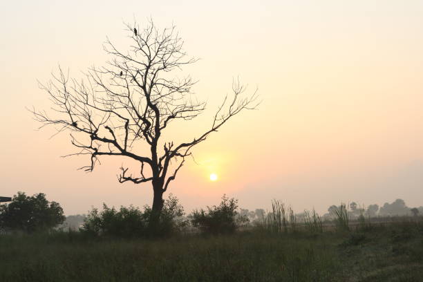 Beautiful Sunrise with Tree Silhouette and Orange Sky at Tamil Nadu in India