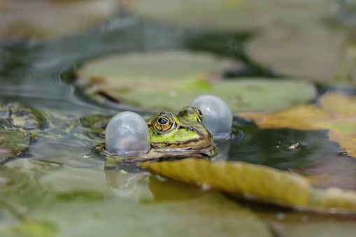 A pond frog quacks. Noise at the lake.