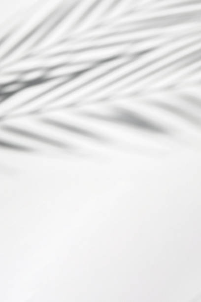 istock Shadow of tropical palm leaves on a white background. Black and white image. 1397390723