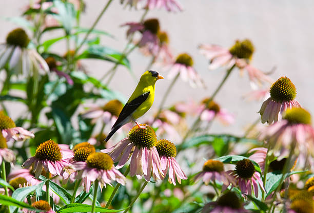 istock Goldfinch on a flower 139739108