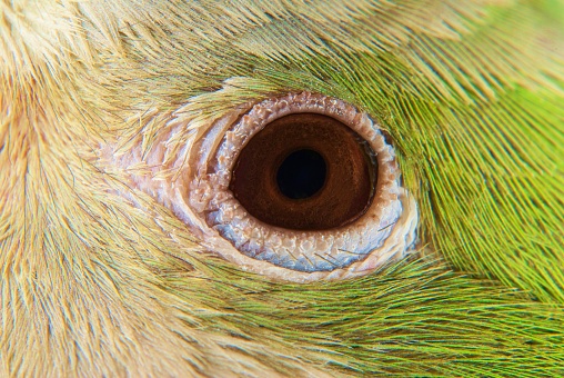 Eye of the Quaker parrot