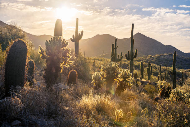 istock Sonoran desert sunrise 1397391575