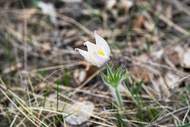 Pulsatilla vulgaris one of first pasqueflower appearing in spring, selective focus. Meadow anemone beautiful wildflower, close up.