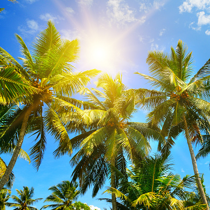 Coconut palms against the blue sky in the rays of the bright sun. Travel and vacation concept