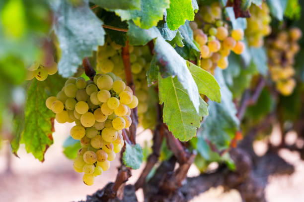 istock Ripe green grapes hanging in fruit garden 1397393544