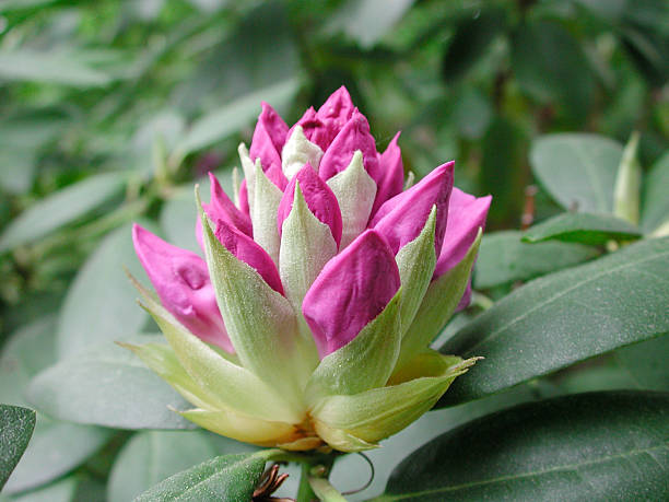 rhododendron close up stock photo