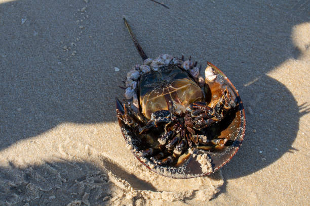 istock Up side down horseshoe carb on beach shore with lots of barnacles on it 1397394204