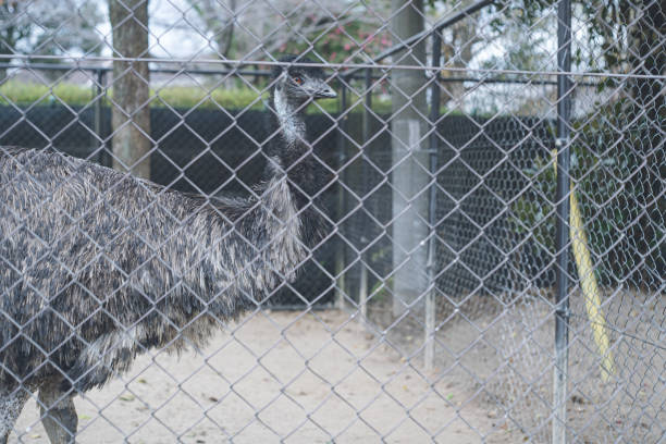 istock Close-up of a large flightless Australian bird, the emu. 1397394367