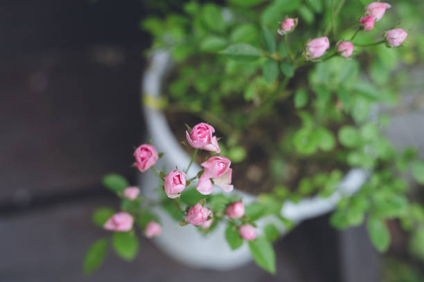 Close-up of a flowerpot of pretty pink miniature roses in full bloom stock photo