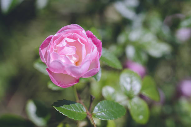istock Beautiful pink roses in full bloom and green 1397394437