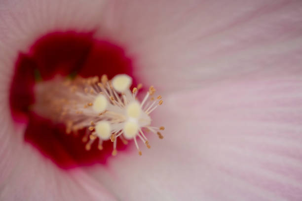 istock white red yellow Altheastruik (Hibiscus syriacus 