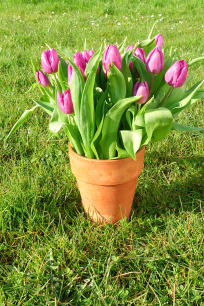 istock Pink tulips in a vase. Green grass in spring. 1397394798