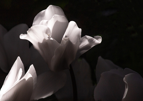 Wispy and delicate, the flowers of a cyclamen dance with light and dark, revealing the simple beauty this delightful addition to your garden brings.
Cyclamen are great for warm climates—these blooms were shot in Tucson, Arizona—but also do well in mild climates, like those of the Pacific Northwest and much of Europe.
The plants grow from tubers and belong to a genus of 23 species.
Those that bloom white are favourites for wedding bouquets and table settings.
Here, underexposure and adjustments using software allow the blooms to burst from their backgrounds.