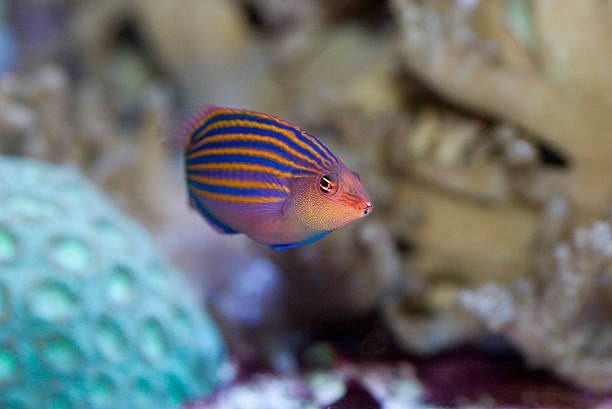 seis linha - dory imagens e fotografias de stock