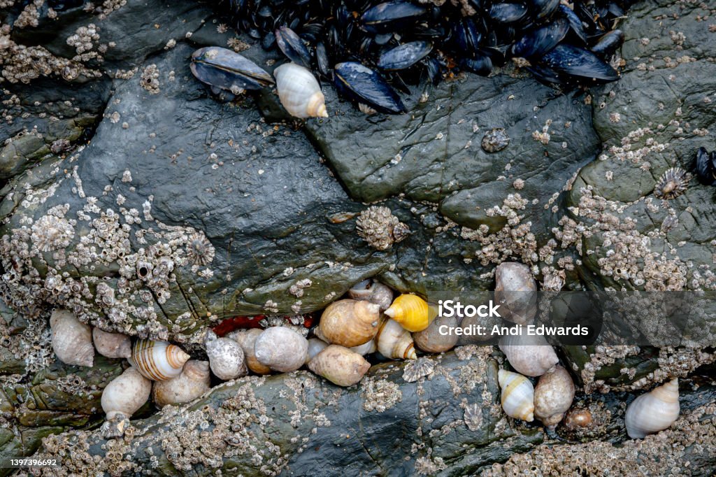 Snails, barnacles and mussels grouped together on rocks at low tide, Saunton Sands, Devon Sea life of snails, barnacles and mussels grouped together on rocks at low tide, Saunton Sands, Devon Animal Stock Photo