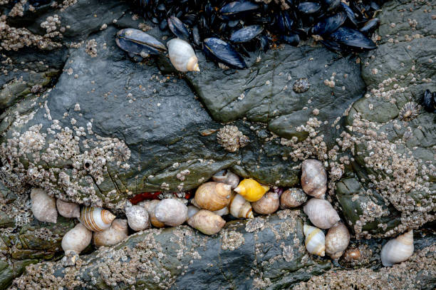 Snails, barnacles and mussels grouped together on rocks at low tide, Saunton Sands, Devon Sea life of snails, barnacles and mussels grouped together on rocks at low tide, Saunton Sands, Devon croyde bay photos stock pictures, royalty-free photos & images