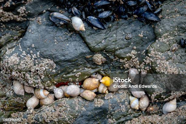 Snails Barnacles And Mussels Grouped Together On Rocks At Low Tide Saunton Sands Devon Stock Photo - Download Image Now