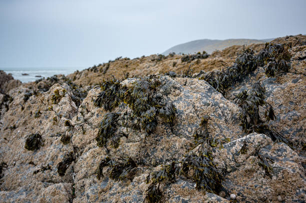 istock Barnacles and seaweed on rocks at Saunton Sands, Devon, at low tide. 1397396709