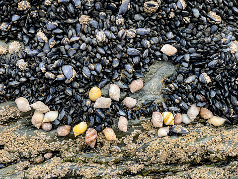 Sea life of snails, barnacles and mussels grouped together on rocks at low tide, Saunton Sands, Devon