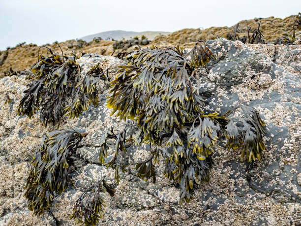 Barnacles and seaweed on rocks at Saunton Sands, Devon, at low tide.