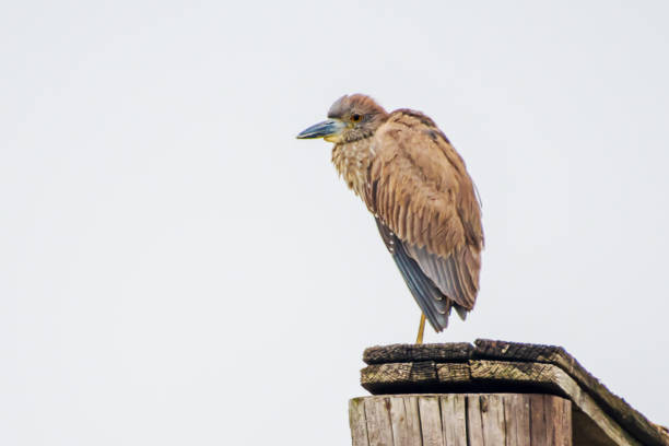istock Portrait of juvenile night crowned heron 1397397821