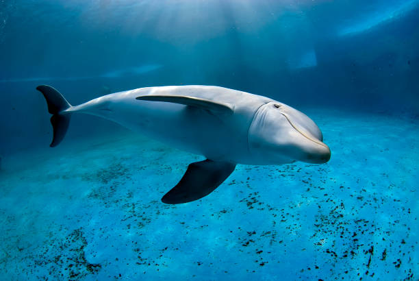 istock Dolphin swimming underwater in a pool 1397397872