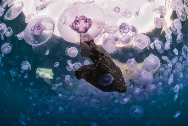istock Jellyfish with lots of plastics 1397397910