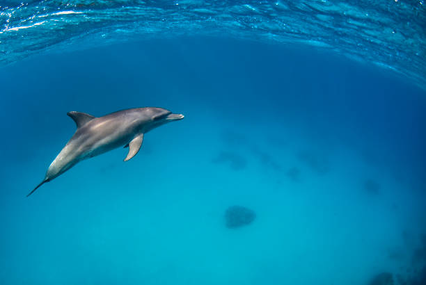 istock Tursiops aduncus swimming underwater close to the surface 1397397924