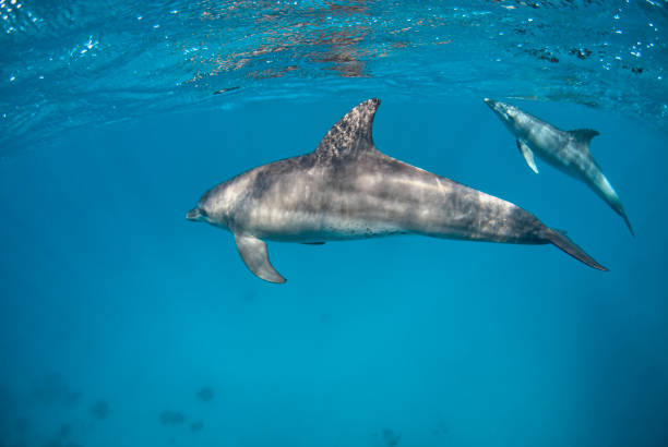 istock Two Indopacific bottlenose dolphin diving close to the surface 1397397927