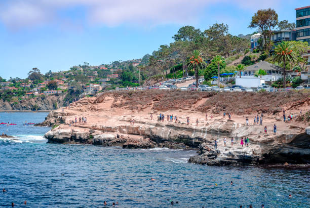 persone e leoni marini insieme a la jolla cove, san diego, ca - la jolla cove foto e immagini stock