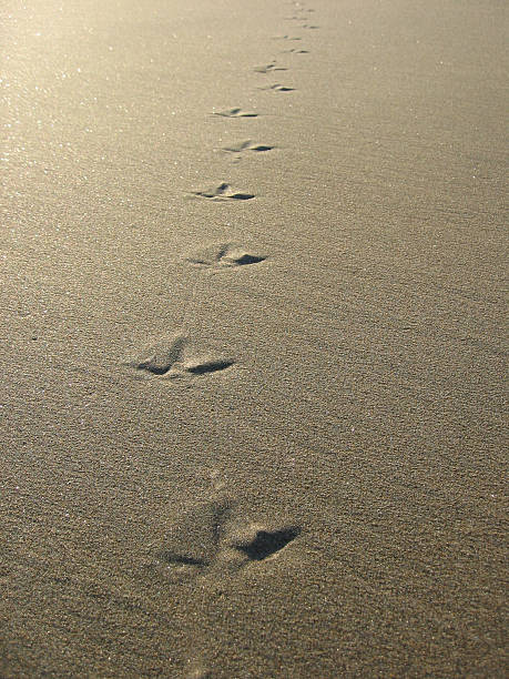 Bird Tracks on the Sand Bird tracks on the sand walking into the distance. spirituality adventure searching tranquil scene stock pictures, royalty-free photos & images