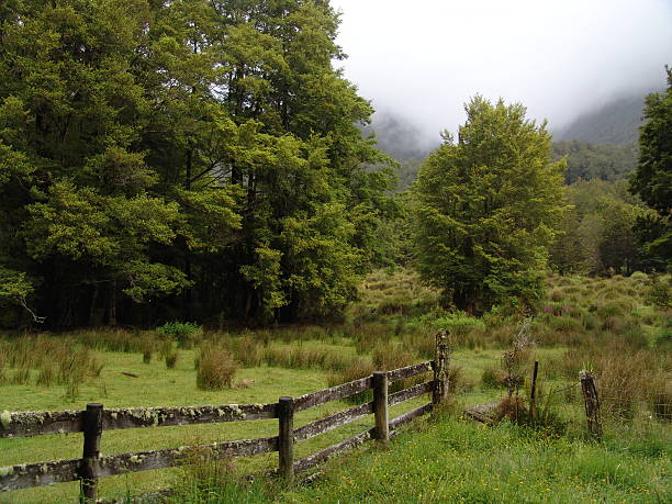 Green Misty West Coast stock photo