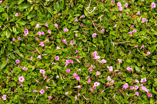istock Green grass texture background with pink flowers. 1397398934