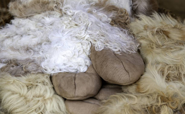 istock Animal skin sheep 1397399112