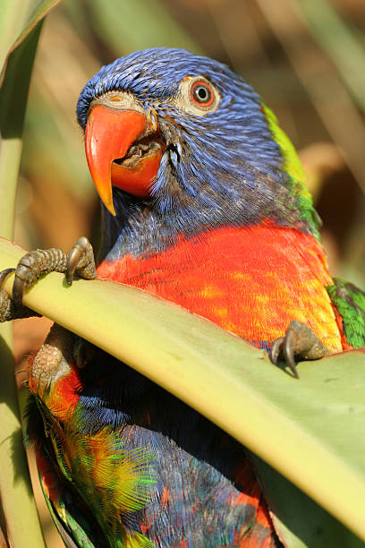 parrot2 stock photo