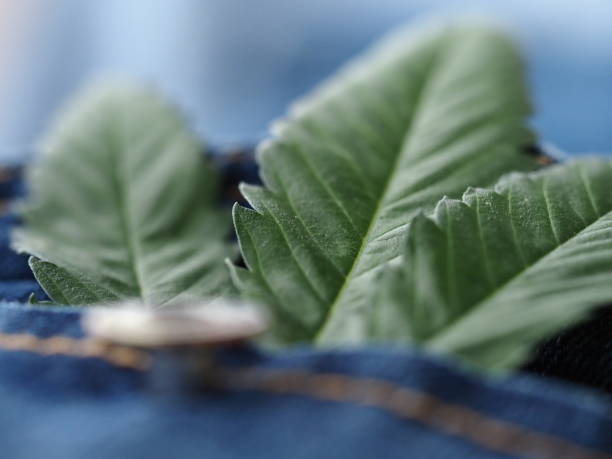 Industrial hemp leaf on jeans fabric
