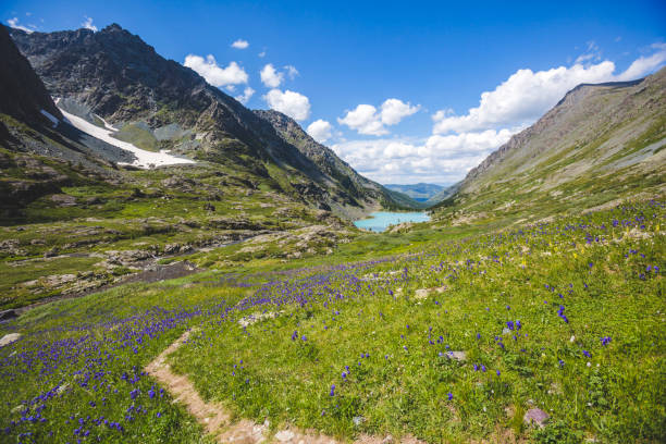 Blue aquilegia flowers in Altai mountains stock photo