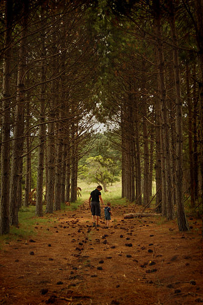 ходьба в pine коридор - plant holding hands seed human hand стоковые фото и изображения