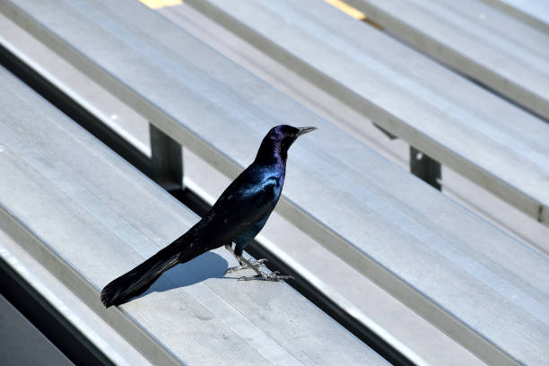 A Bird in the Bleachers A snapshot of a lone fish crow milling about on a metal bench at Merritt Island in Florida. fish crow stock pictures, royalty-free photos & images