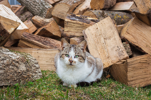 Funny cat on firewoods background. Sitting cat with strange look on backyard. Adorable kitten in village. Rural animals. Cute domestic cat. Pets concept. Funny kitty portrait. Cat in ukrainian village.