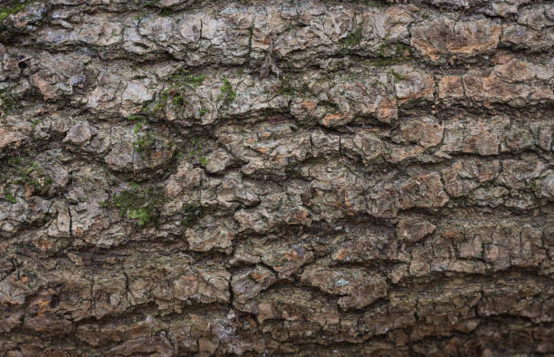 istock Cracked bark of tree. Moss on trunk. Nature texture. Rough tree bark texture. Rural landscape. Wodds background. Tree surface. Moss on tree. 1397400390