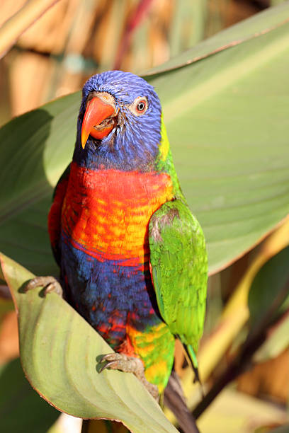 parrot stock photo