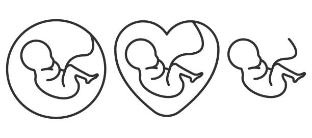 Fetus icon. Prenatal human child with placenta symbol. Embryo sign. Vector illustration. Fetus icon. Prenatal human child with placenta symbol. Embryo sign. Vector illustration. Eps 10. pregnant clipart stock illustrations
