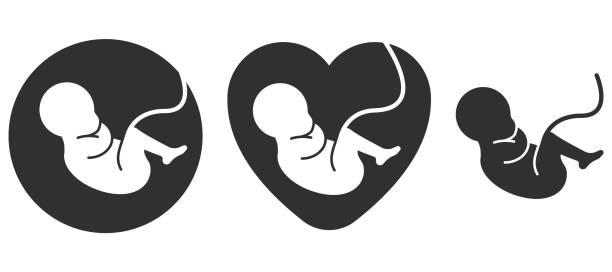 illustrations, cliparts, dessins animés et icônes de icône du fœtus. enfant humain prénatal avec symbole placenta. signe embryonnaire. illustration vectorielle. - foetus étape de fécondation humaine