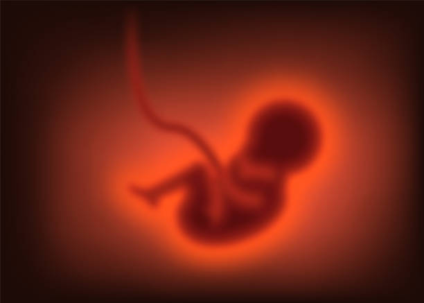 schwangerschaftskonzept. unscharfes kind im mutterleib, embryo. vektorillustration. - fetus stock-grafiken, -clipart, -cartoons und -symbole